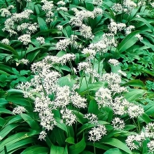 Черемша Медвежонок