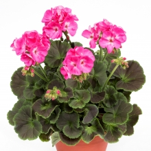 Пеларгония Мефисто F1 Роуз
