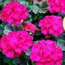 Пеларгония Мефисто F1 Виолет