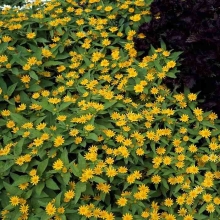 Меламподиум Масляные Ромашки