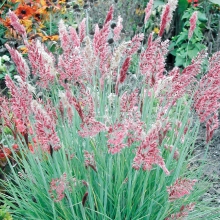 Мелинис Саванна нервноколосковый