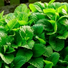 Мелисса Кадриль лекарственная (Лимонная мята)