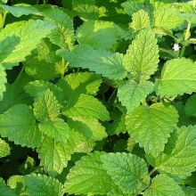 Мелисса Свежесть