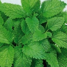 Мелисса Мандариновый аромат