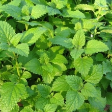 Мелисса Пчелка