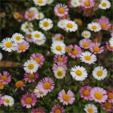 Мелколепестник Изобилие карвинского (Эригерон) (большой пакет)