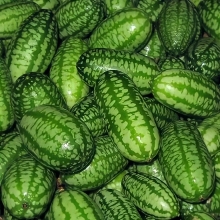 Мелотрия Полосатик (Мышиная дыня)