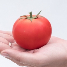 Томат Мечталин F1