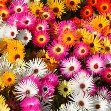 Мезембриантемум Волшебный ковер