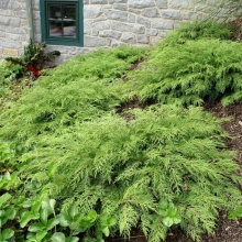 Микробиота кипарисовая