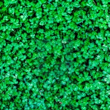 Микроклевер Пиполина 20г (большой пакет)