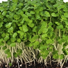 Микрозелень Отличный иммунитет смесь