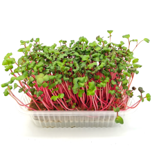 Микрозелень Редис Ред корал