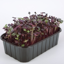 Микрозелень Редис Санго