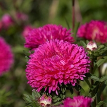 Астра Миледи розовая