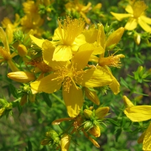 Зверобой Солнечный нимб (Геблера)