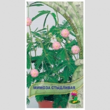 Мимоза Стыдливая