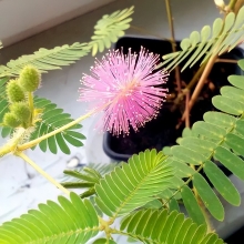 Мимоза Стыдливая