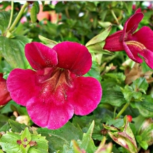 Мимулюс Мэджик Бургунди