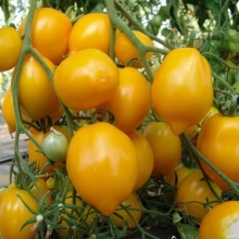 Томат Минусинские Лимончики (большой пакет)