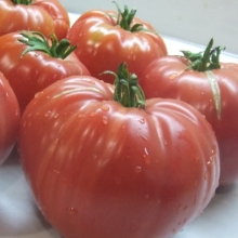 Томат Минусинский Улучшенный Отбор