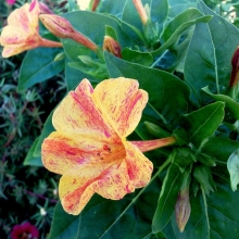 Мирабилис Мраморный Желто-красный