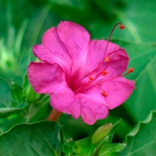 Мирабилис Малина (Ялапа)