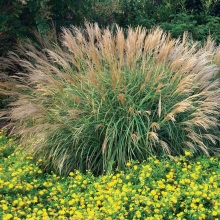 Мискантус китайский (Miscanthus sinensis) (большой пакет)