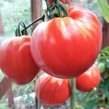 Томат Мишка косолапый