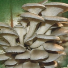 Грибы - Вешенка обыкновенная на палочках (мицелий) 12шт (большой пакет)