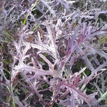 Капуста Мизуна ред (японская)