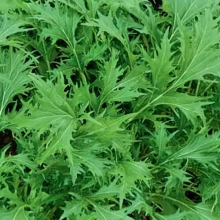 Капуста Мизуна (японская)