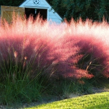Мюленбергия Рубиновый Рассвет волосовидная