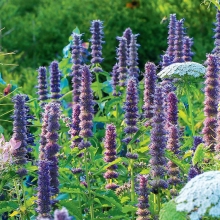 Многоколосник Мексиканский (большой пакет)