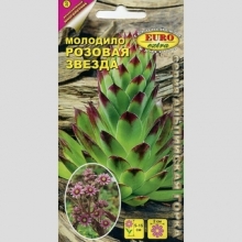 Молодило Розовая звезда (кровельное)