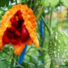 Момордика Найя