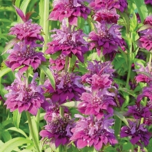 Монарда Мона Лиза лимонная