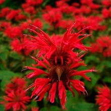Монарда Panorama Red красная (большой пакет)