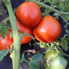 Томат Монгольский карлик (Северяне)