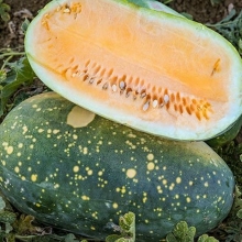 Арбуз Луна и Звезды оранжевый (Moon and Stars Orange) (большой пакет)