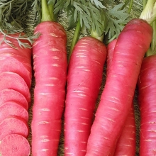 Морковь Рубиновая