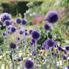 Мордовник Морской еж