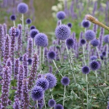 Мордовник Морские ежи (шароголовый)