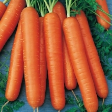 Морковь Берликум Роял