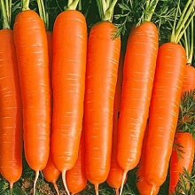 Морковь Лонге Роте (Бессердцевинная)
