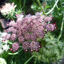 Морковь Фиолетовые Поцелуи (дикая)