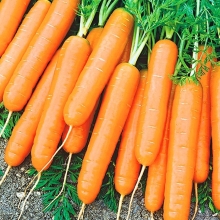 Морковь Император (драже)