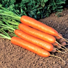 Морковь Корсар