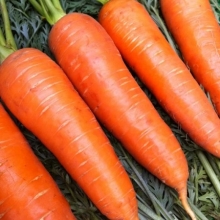 Морковь Московская зимняя А515