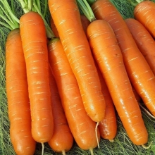 Морковь Нантская 4